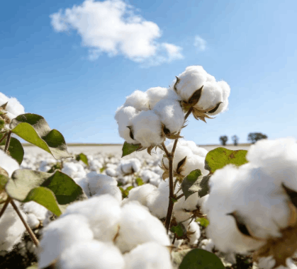 棉花期货仓单有所增加，市场供应量显著提升