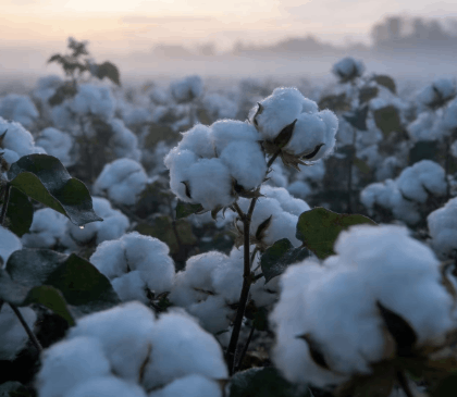 2025.12.23郑州商品交易所棉花期货仓单增加13张