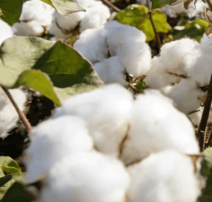 2025年12月24日郑州商品交易所棉花仓单数据报告