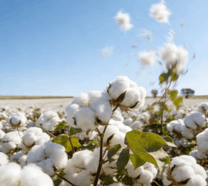 2025年12月30日棉花CF605合约结算价为14510元,较昨日上涨25元